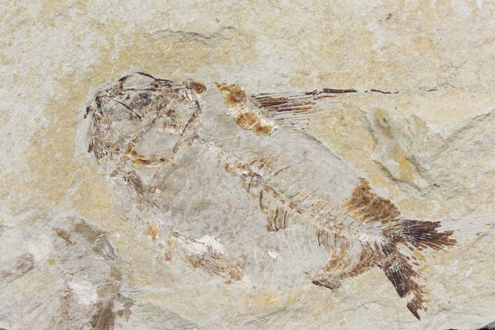 Cretaceous Fish (Nematonotus) Fossil - Lebanon #147182